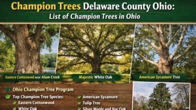 Champion Trees Delaware County Ohio
